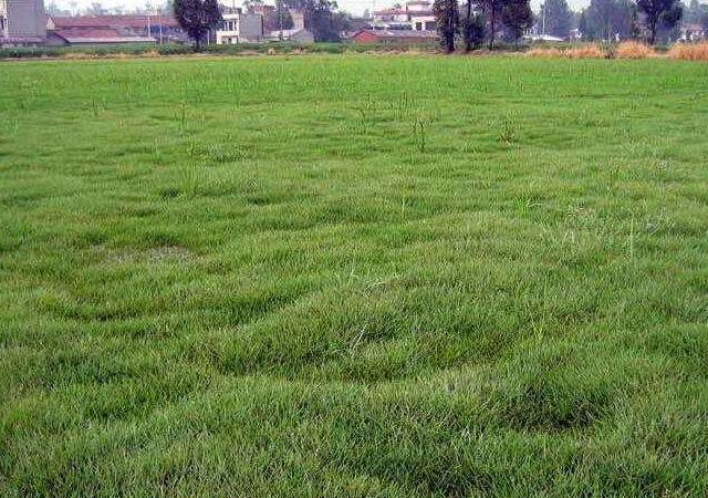 優質草坪草早熟禾的技術特點，種植養護有幾個要點