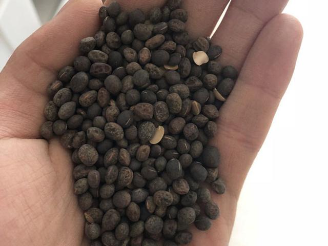 毛苕子的種植技術(shù)介紹以及播種時(shí)間 毛苕子的種植技術(shù)介紹以及播種時(shí)間