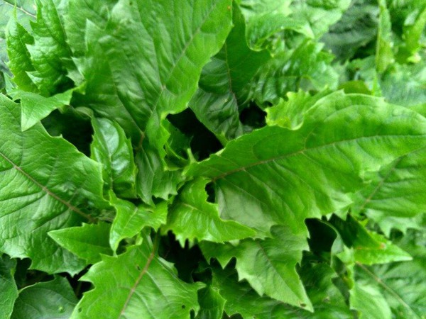 串葉松香草栽培技術(shù)與飼用價值及方法