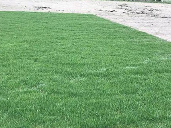 草坪種子常見(jiàn)的有哪些？該怎么樣育苗？