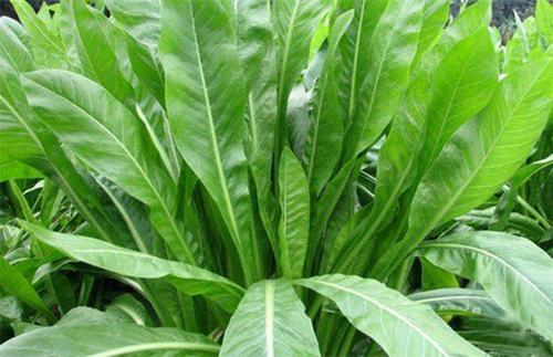 優質牧草推薦---菊苣基本介紹