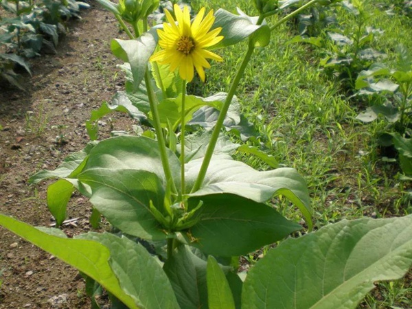 牧草種子介紹丨串葉松香草形態(tài)特征以及主要價值 牧草種子介紹丨串葉松香草形態(tài)特征以及主要價值
