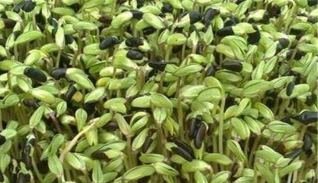 黑豆怎么樣種植？如何提高黑豆高產量？