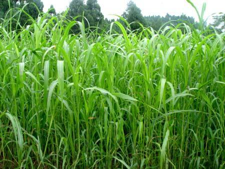 優(yōu)質的牧草——蘇丹草，怎么種植可以高產