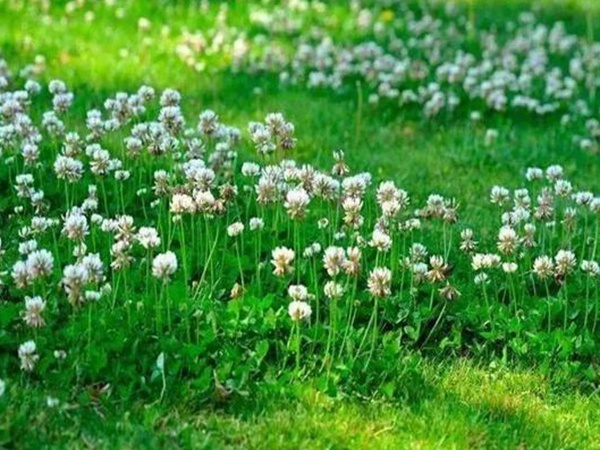 不同氣候地區怎么選擇綠化草種？有什么好的方法？