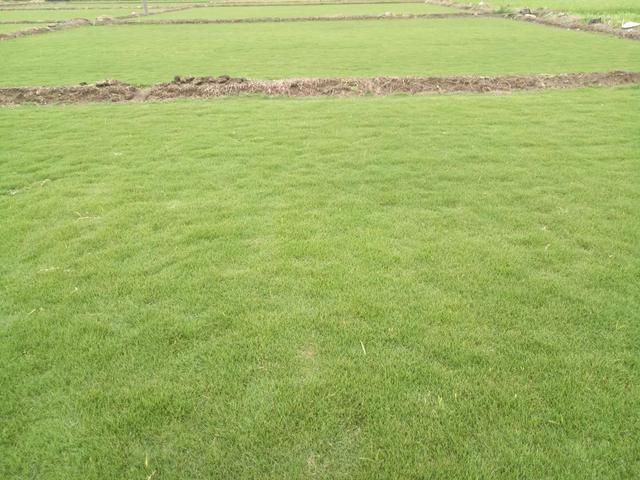 綠化草坪種類圖片，不同的草坪用途和功能都有所差別