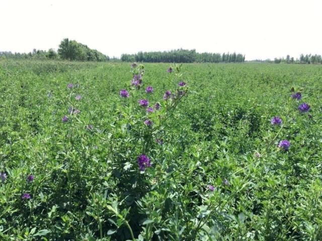 牧草種植需要注意哪些 喂牛用哪些牧草種植比較好