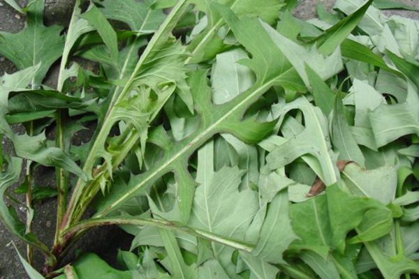 苦荬菜種植苦荬菜養鵝—— 飼養方法 苦荬菜種植苦荬菜養鵝—— 飼養方法