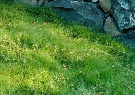 野牛草種植這幾個(gè)步驟一定要掌握好，種植就比較簡(jiǎn)單