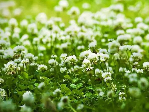 十種優質牧草及其栽培技術與方法 十種優質牧草及其栽培技術與方法
