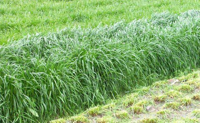 秋冬季節適合養殖種牧草嗎？種植什么牧草比較好？