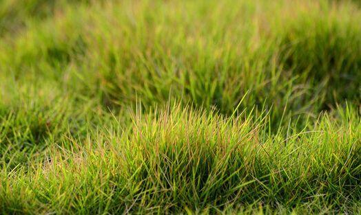 結縷草草坪草的經濟價值及其種植管理技術 結縷草草坪草的經濟價值及其種植管理技術