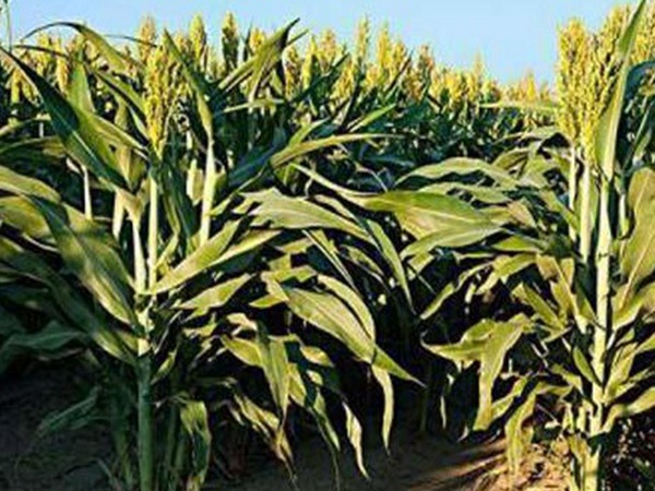 黑小麥批發(fā)價(jià)格多少錢一斤?黑小麥種植方法是什么? 黑小麥批發(fā)價(jià)格多少錢一斤?黑小麥種植方法是什么?