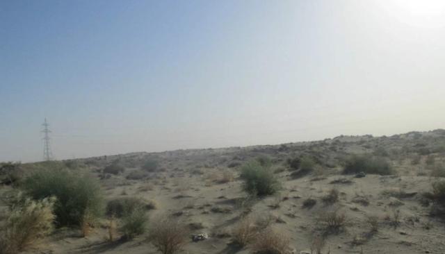 綠化草坪堿茅草的種植方法以及經(jīng)濟價值 綠化草坪堿茅草的種植方法以及經(jīng)濟價值