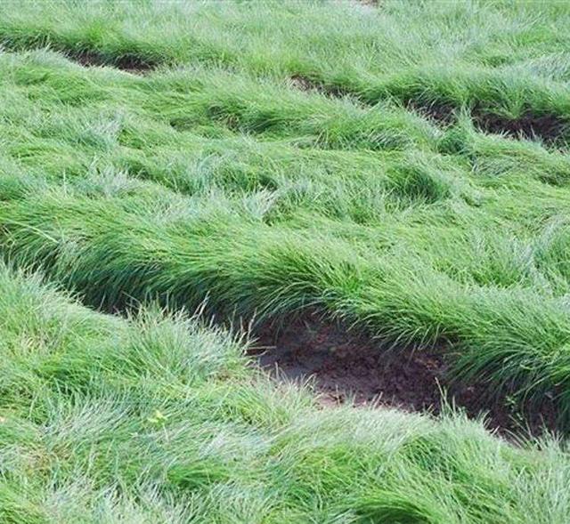 綠化草坪種類圖片，不同的草坪用途和功能都有所差別