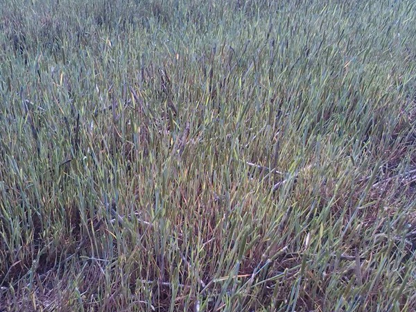 燕麥是什么？燕麥簡單介紹