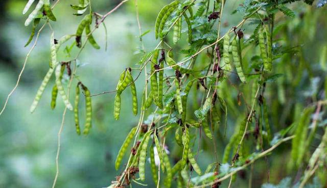 綠籬之王—銀合歡種植環(huán)境