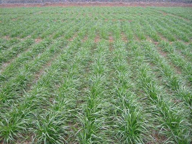 冬牧70黑麥草和黑麥草兩者有什么區(qū)別？