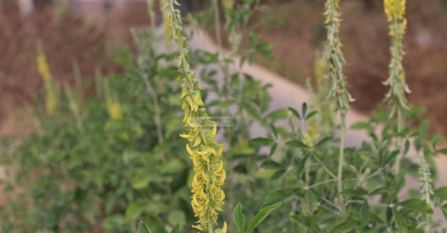豬屎豆種植技術(shù)說明,什么時候種植最佳? 豬屎豆種植技術(shù)說明,什么時候種植最佳?
