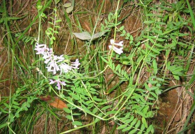 高產牧草種子——毛苕子播種方法 高產牧草種子——毛苕子播種方法