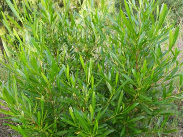 車桑子基本詳情介紹以及一車桑子的插花作品