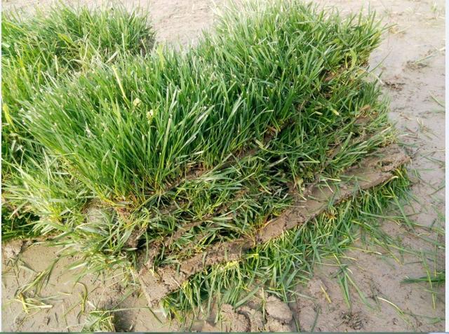 綠化草坪種類圖片，不同的草坪用途和功能都有所差別