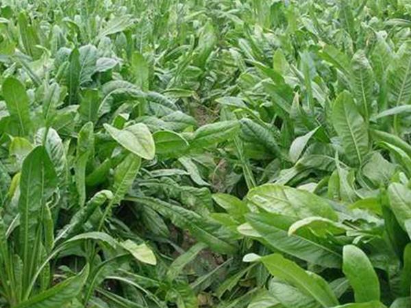 魯梅克斯牧草的優(yōu)缺點(diǎn)都有哪些？需要了解啥？