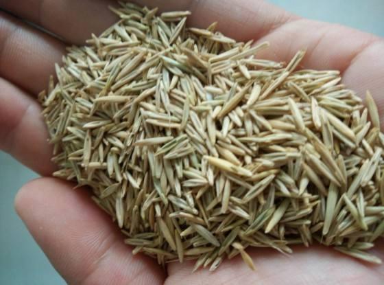 想要披堿草種子的發(fā)芽率高,有什么好的方法? 想要披堿草種子的發(fā)芽率高,有什么好的方法?