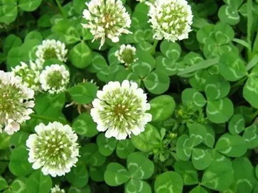 白三葉除草最強技術有哪些？