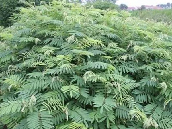 山毛豆的栽培技術以及播種前準備工作 山毛豆的栽培技術以及播種前準備工作