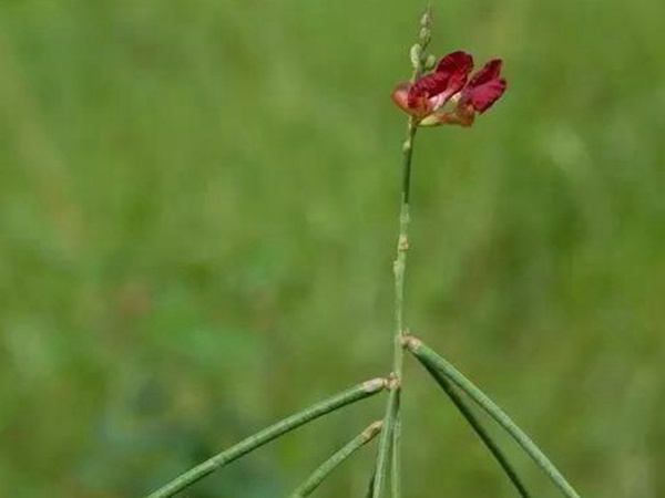 豆科植物——大翼豆栽培管理以及價值與利用 豆科植物——大翼豆栽培管理以及價值與利用