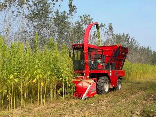 籽粒莧的飼用價(jià)值和種植方法管理技術(shù) 籽粒莧的飼用價(jià)值和種植方法管理技術(shù)