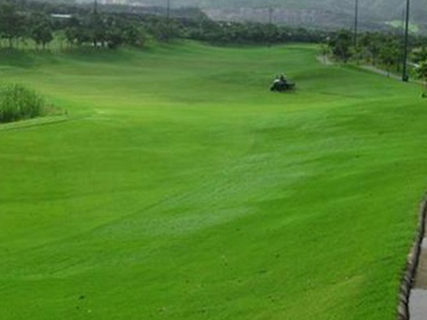 堿茅草種子多久能發芽,播種方法是什么? 堿茅草種子多久能發芽,播種方法是什么?