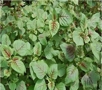 籽粒莧的飼用價(jià)值和種植方法管理技術(shù) 籽粒莧的飼用價(jià)值和種植方法管理技術(shù)