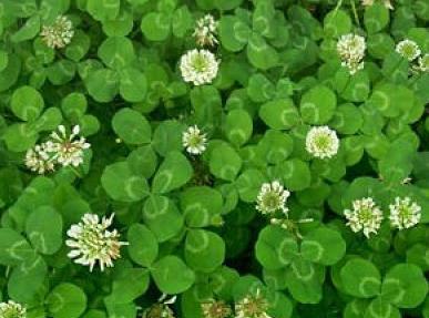 白三葉草栽培方法,這類牧草的栽種有哪些要求? 白三葉草栽培方法,這類牧草的栽種有哪些要求?