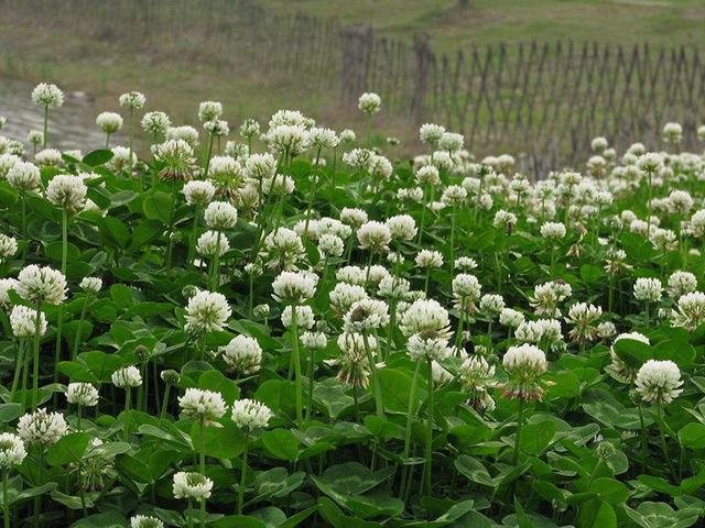 綠化草坪種子種植，白三葉的有點有哪些