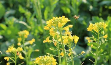 馬上進入秋播季應該如何挑選油菜籽? 馬上進入秋播季應該如何挑選油菜籽?