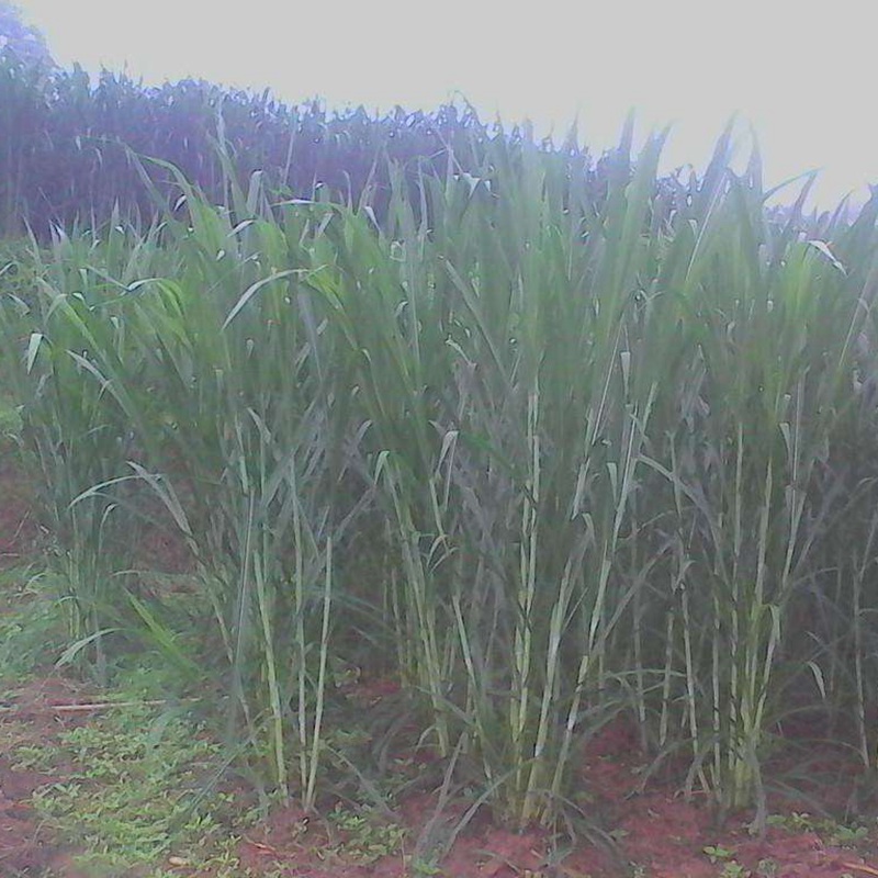 喂兔最佳牧草——甜象草簡單介紹