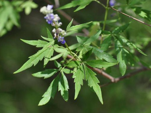 如何提高荊條的種植效益？有什么需要注意的？