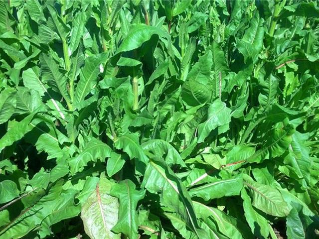 菊苣的主要價值及種植技術介紹