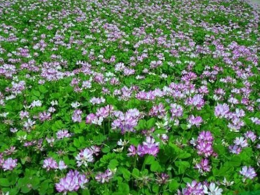 紫云英栽培技術以及田間管理方法