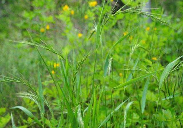 耐活堿草農作物,要知道它的生物特性,種植起來很簡單 耐活堿草農作物,要知道它的生物特性,種植起來很簡單