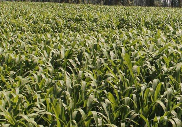 甜高粱栽培,田間管理方法有哪些 甜高粱栽培,田間管理方法有哪些