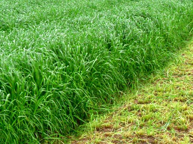 易種植的多年生黑麥草種植方法詳情