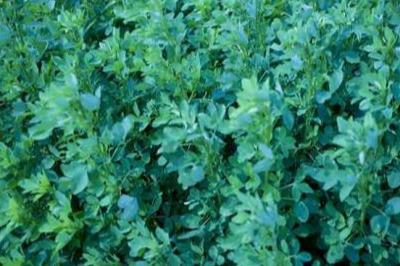 草木犀種植方法及特點(diǎn)介紹,什么時(shí)候種植比較好 草木犀種植方法及特點(diǎn)介紹,什么時(shí)候種植比較好