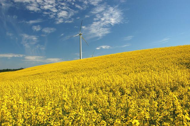 油菜籽的種植方法有哪些，有什么需要注意的？