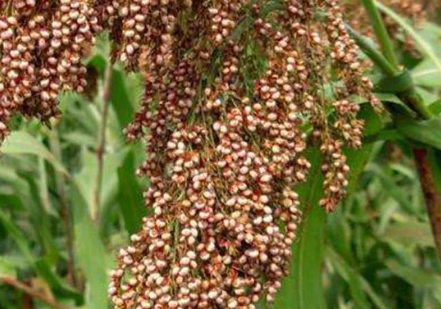 甜高梁種植技巧是什么，如何產量高