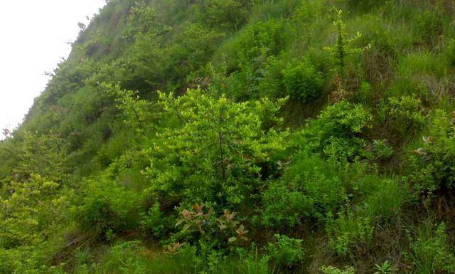 豬屎豆種植技術(shù)說明,什么時候種植最佳? 豬屎豆種植技術(shù)說明,什么時候種植最佳?