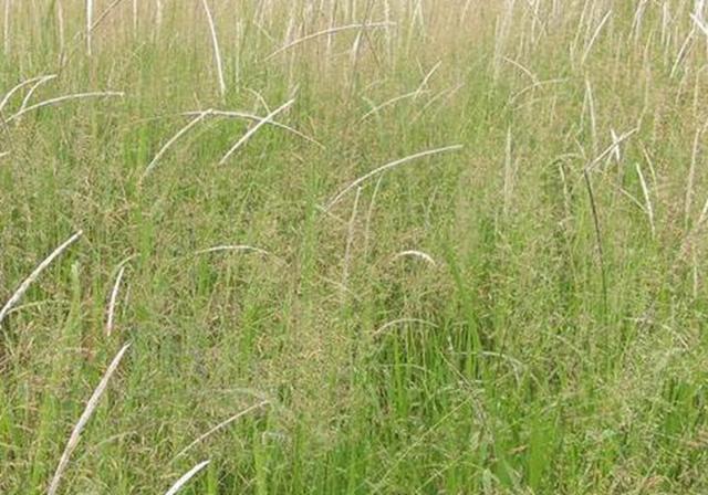 耐活堿草農作物,要知道它的生物特性,種植起來很簡單 耐活堿草農作物,要知道它的生物特性,種植起來很簡單