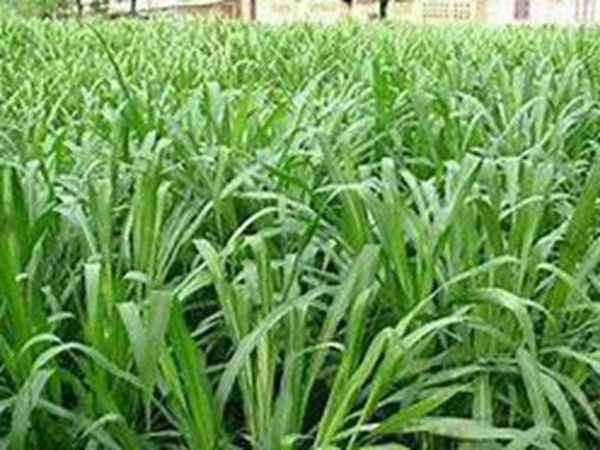 牧草要怎么種植比較好，有什么好的方法？